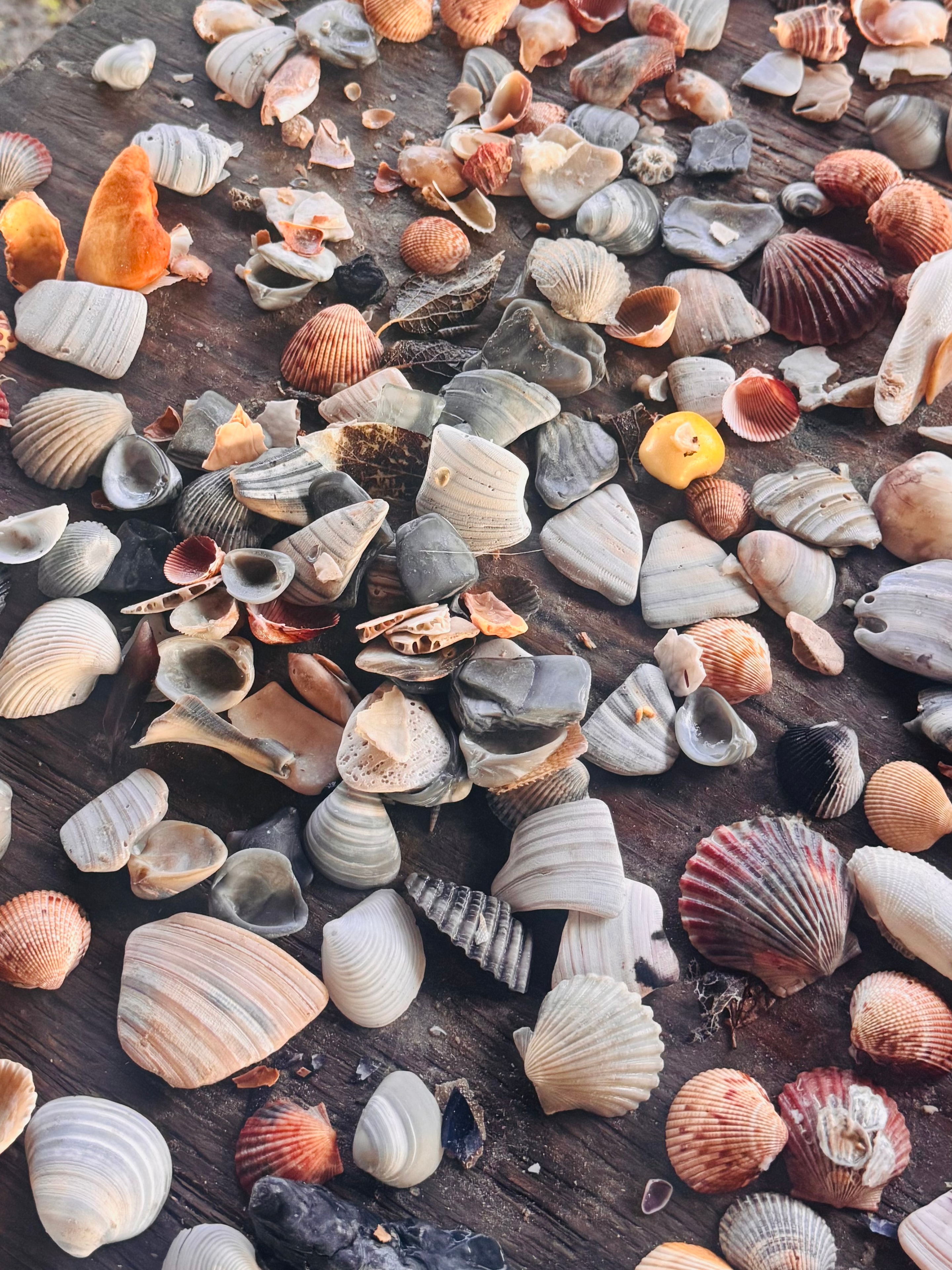 I Sell Shells