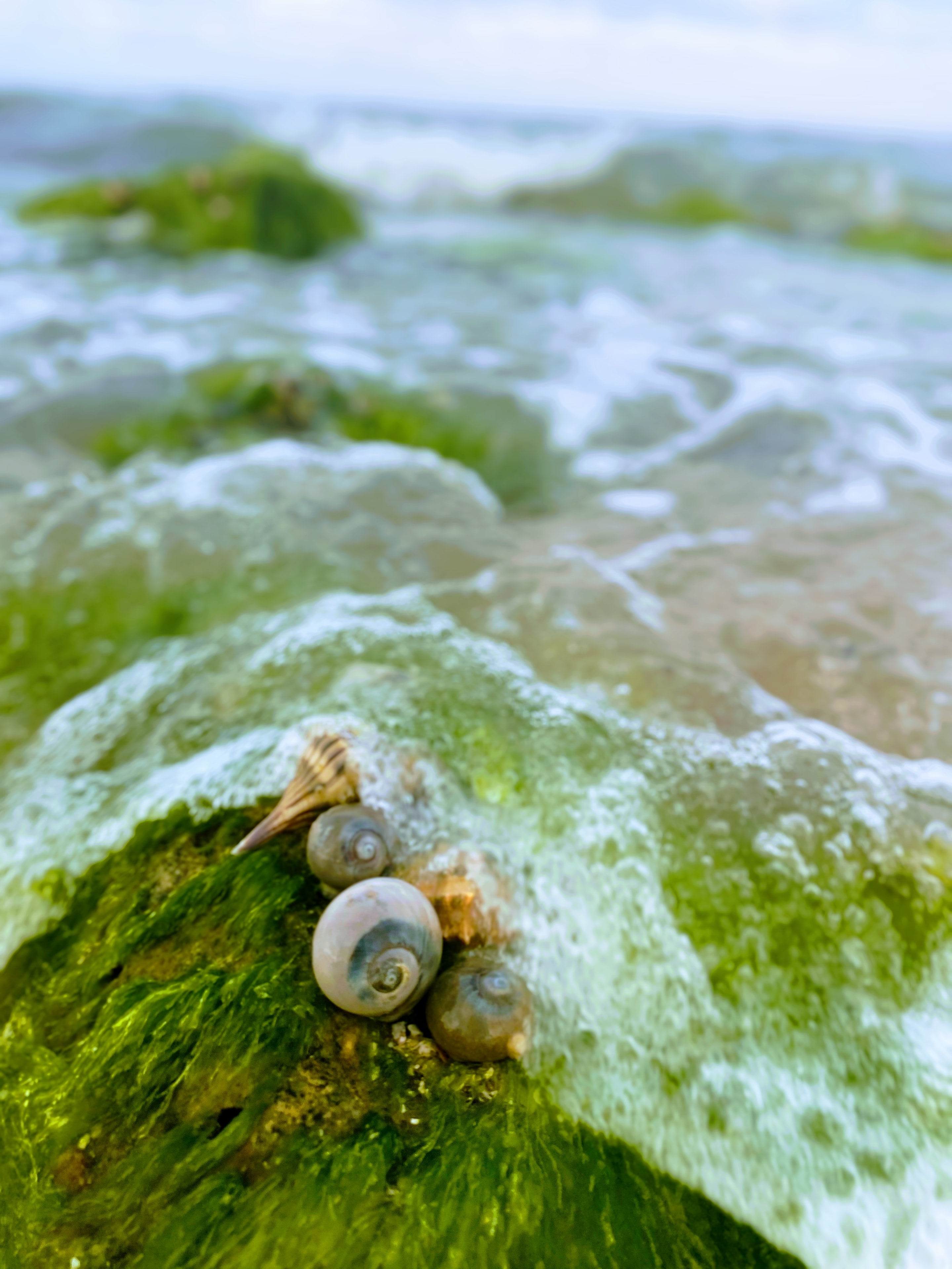I Sell Shells