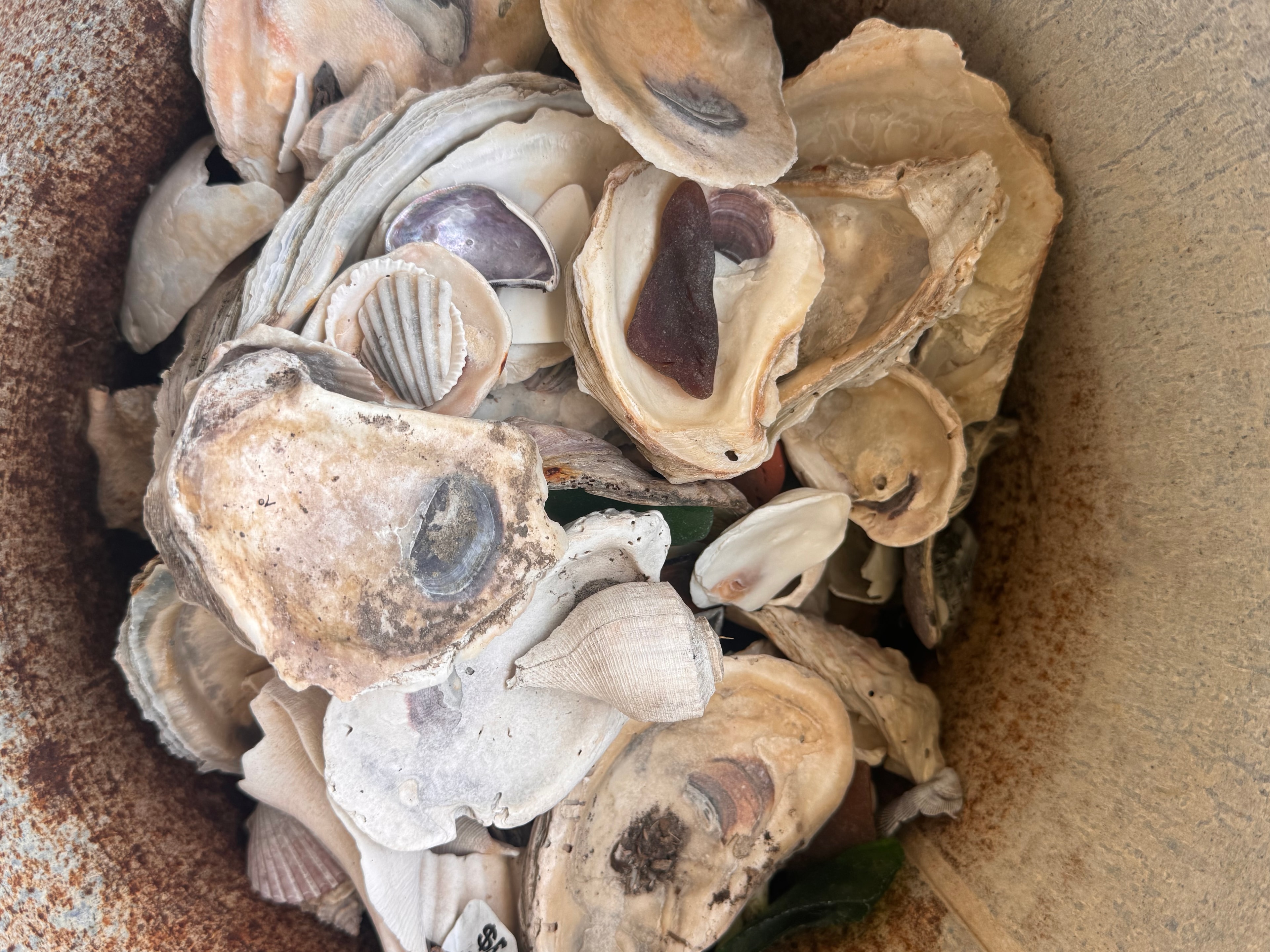 I Sell Shells